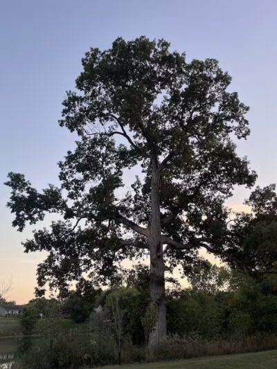 Village Wood Lake Park - Novi, MI