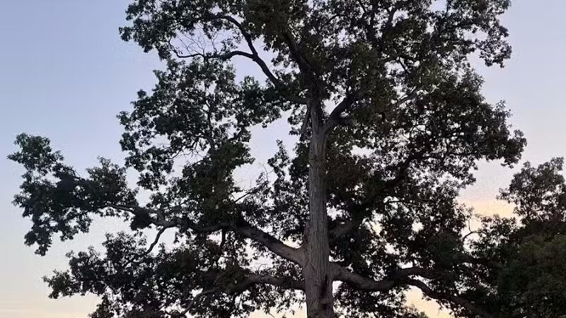 Village Wood Lake Park - Novi, MI