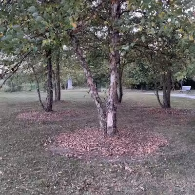 Village Wood Lake Park - Novi, MI