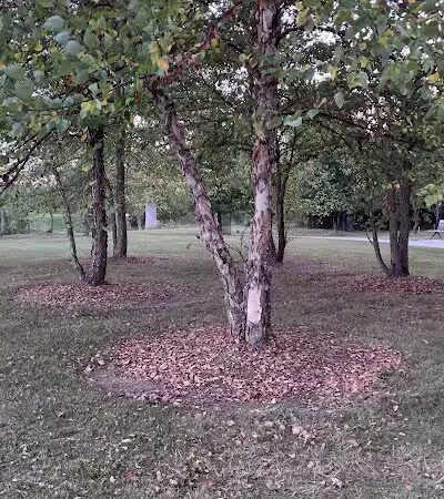 Village Wood Lake Park - Novi, MI