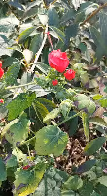 Molly Estes JW Young Park - Noxapater, MS