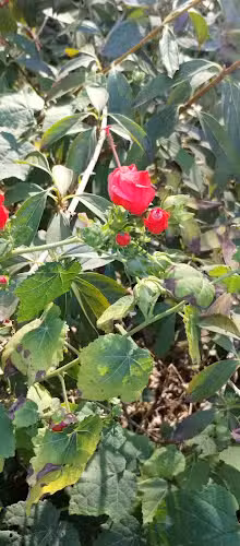 Molly Estes JW Young Park - Noxapater, MS