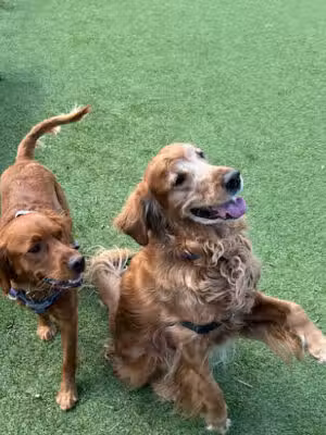Nutley Dog Park - Nutley, NJ
