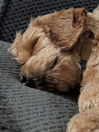 Nutley Dog Park - Nutley, NJ