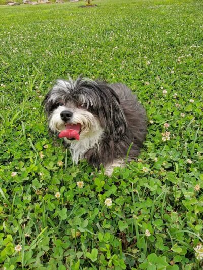 Monkey Mountain Sports Complex - Oak Grove, MO