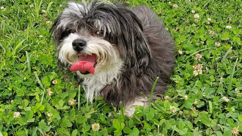 Monkey Mountain Sports Complex - Oak Grove, MO