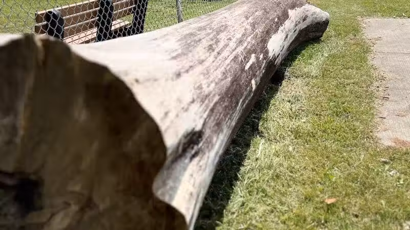 Oak Park & Bark - Dog Park (Membership required) - Oak Park, MI