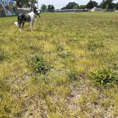 Oak Park & Bark - Dog Park (Membership required) - Oak Park, MI