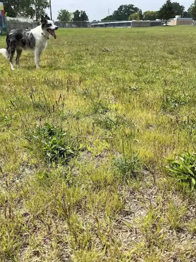 Oak Park & Bark - Dog Park (Membership required) - Oak Park, MI