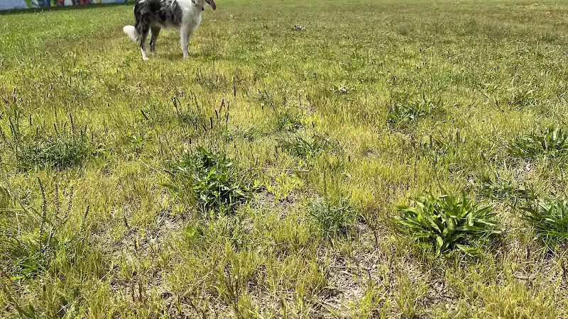 Oak Park & Bark - Dog Park (Membership required) - Oak Park, MI