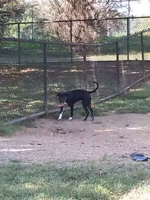 Big Turtle Dog Park - Oak Ridge, TN