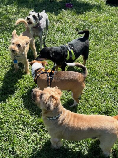 Oakdale Dog Park - Oakdale, CA