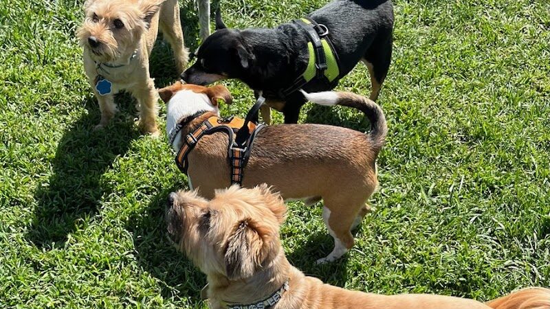 Oakdale Dog Park - Oakdale, CA