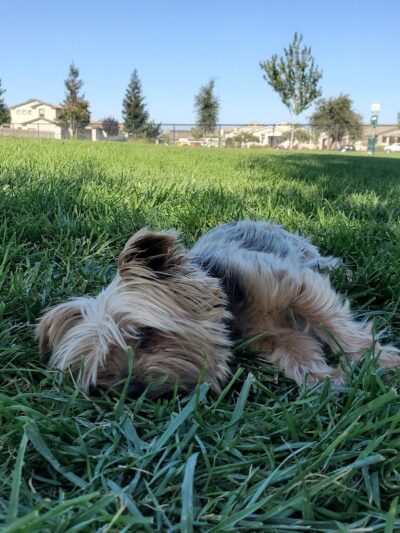 Oakdale Dog Park - Oakdale, CA