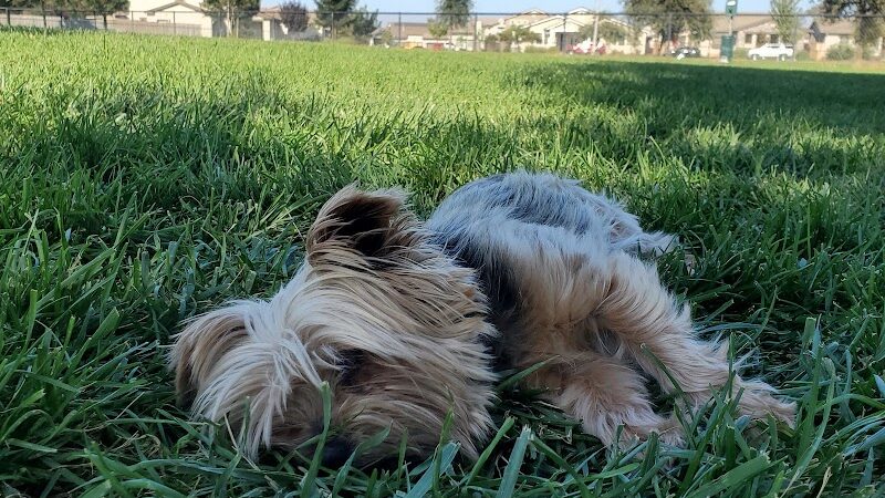 Oakdale Dog Park - Oakdale, CA