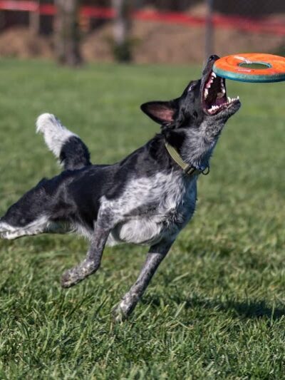 Oakdale Dog Park - Oakdale, CA