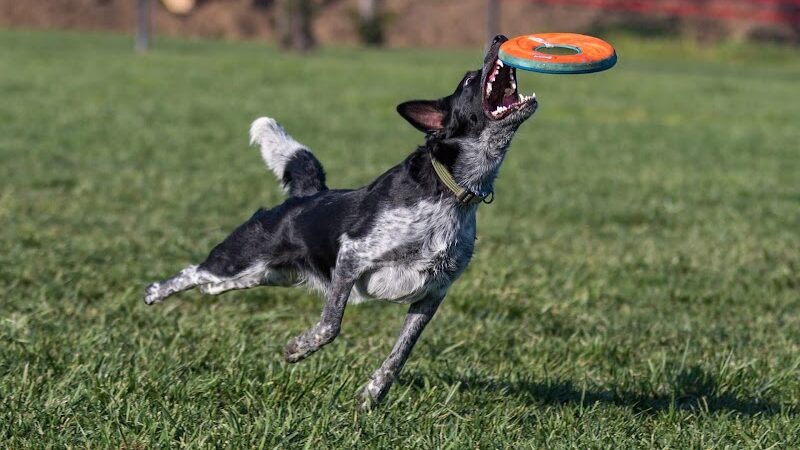 Oakdale Dog Park - Oakdale, CA