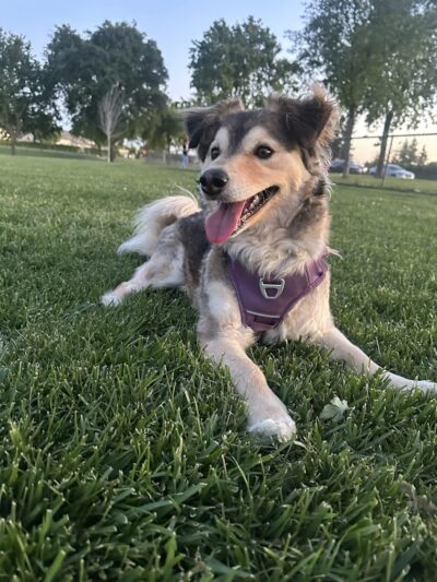 Oakdale Dog Park - Oakdale, CA