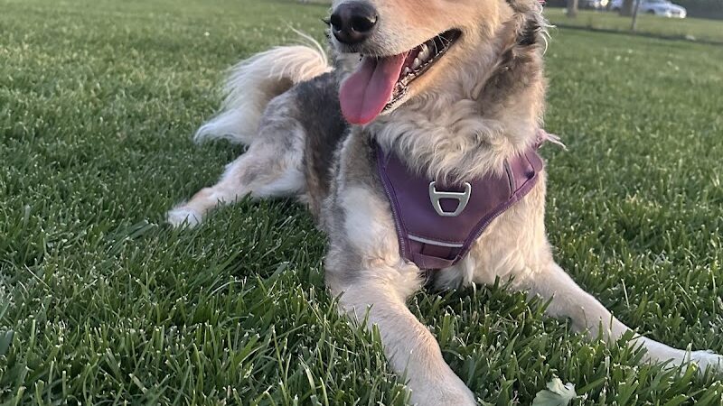 Oakdale Dog Park - Oakdale, CA