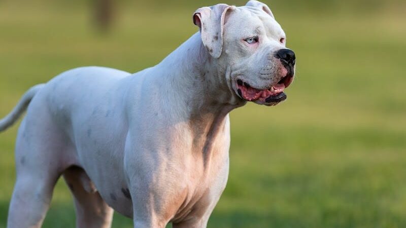 Oakdale Dog Park - Oakdale, CA