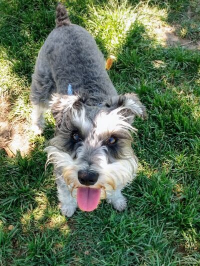 Oakdale Dog Park - Oakdale, CA