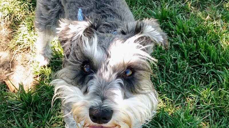 Oakdale Dog Park - Oakdale, CA