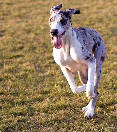 Oakdale Dog Park - Oakdale, CA