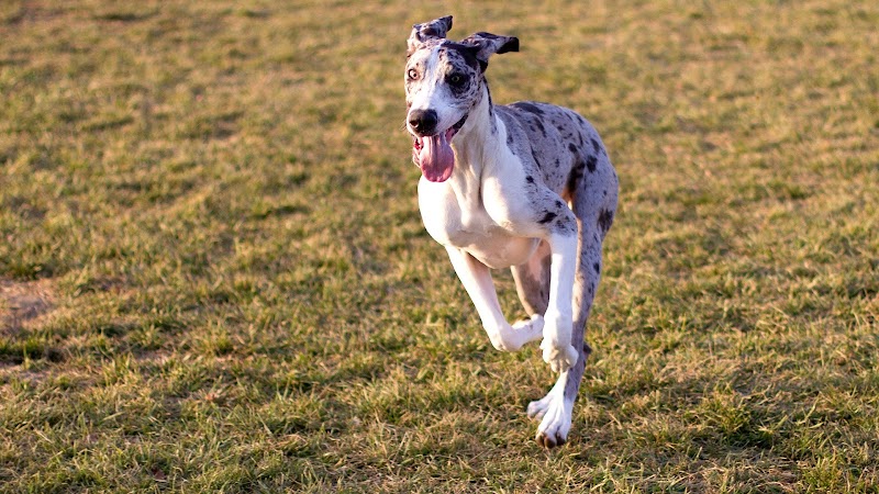 Oakdale Dog Park - Oakdale, CA