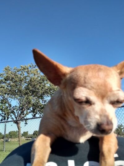 Oakdale Dog Park - Oakdale, CA