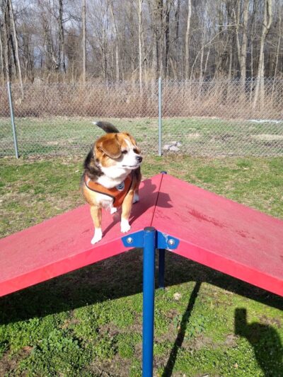 Montville Dog Park - Oakdale, CT