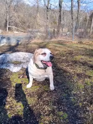 Montville Dog Park - Oakdale, CT