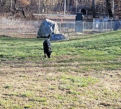 Montville Dog Park - Oakdale, CT
