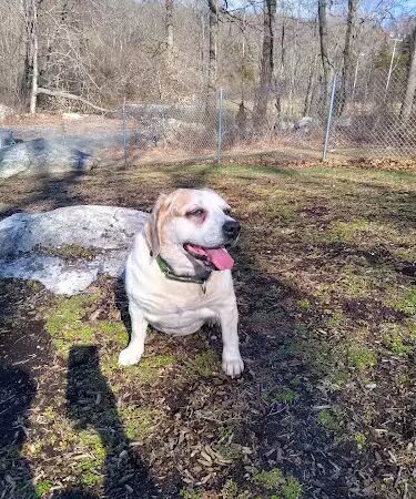 Montville Dog Park - Oakdale, CT