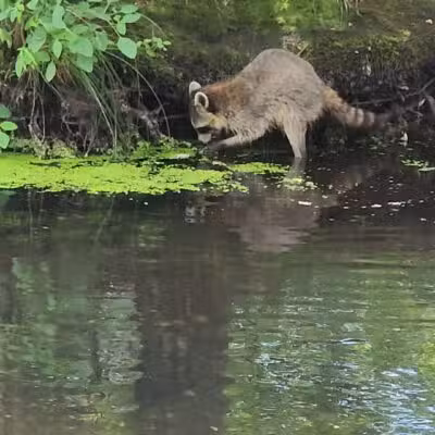 Connetquot River State Park Preserve - Oakdale, NY