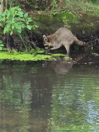 Connetquot River State Park Preserve - Oakdale, NY