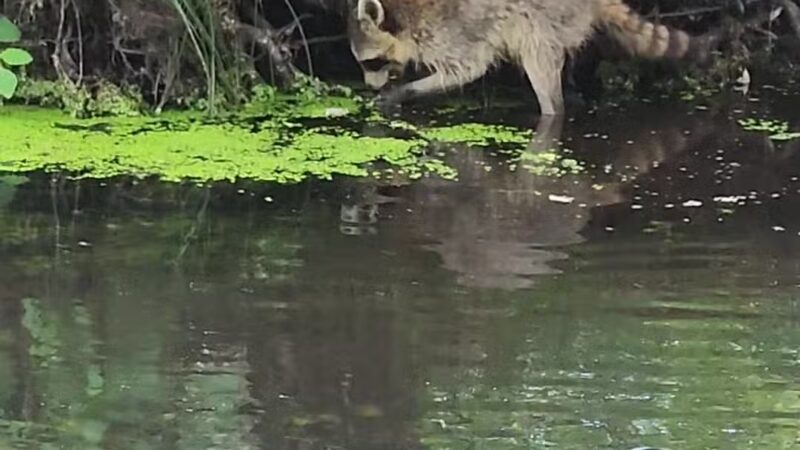 Connetquot River State Park Preserve - Oakdale, NY