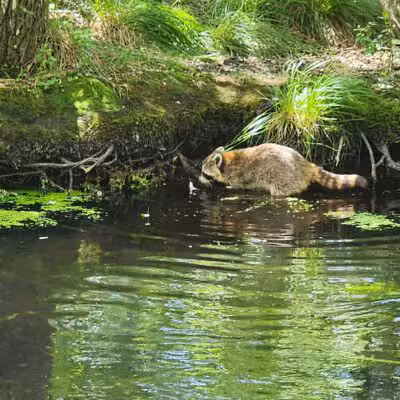 Connetquot River State Park Preserve - Oakdale, NY