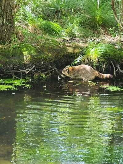 Connetquot River State Park Preserve - Oakdale, NY