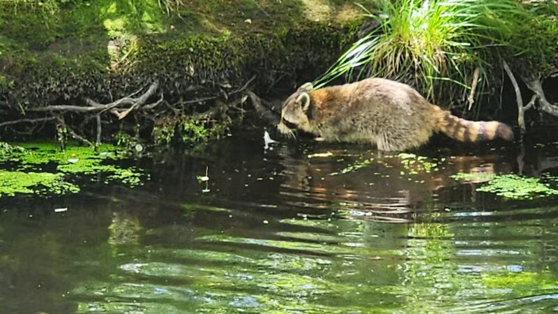 Connetquot River State Park Preserve - Oakdale, NY