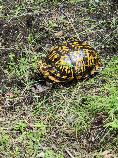 Connetquot River State Park Preserve - Oakdale, NY