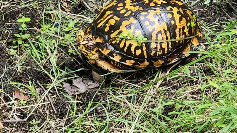 Connetquot River State Park Preserve - Oakdale, NY
