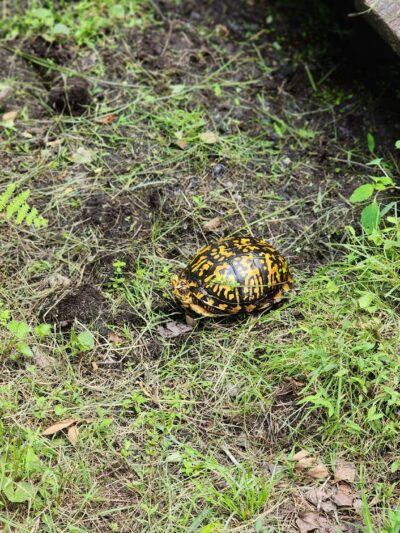 Connetquot River State Park Preserve - Oakdale, NY