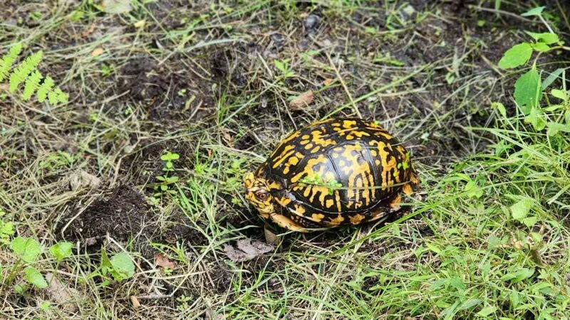 Connetquot River State Park Preserve - Oakdale, NY