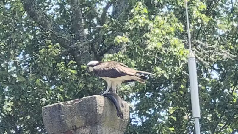 Connetquot River State Park Preserve - Oakdale, NY