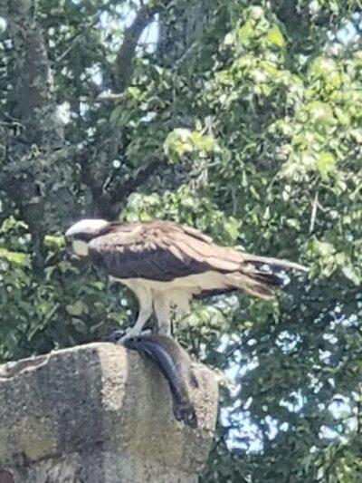 Connetquot River State Park Preserve - Oakdale, NY