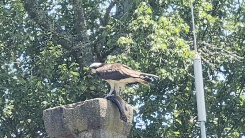 Connetquot River State Park Preserve - Oakdale, NY