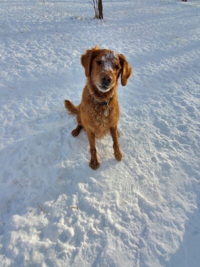 Oakdale Bark Park - Oakdale, MN