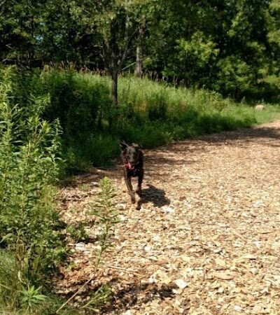 Oakdale Bark Park - Oakdale, MN