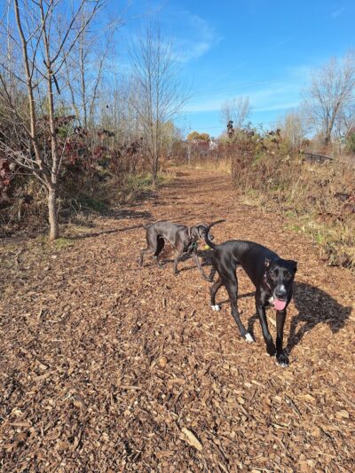 Oakdale Bark Park - Oakdale, MN