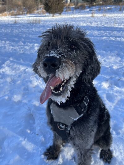 Oakdale Bark Park - Oakdale, MN